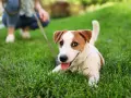 Szczeniak Jack Russell Terrier leży na trawie, ucząc się jak socjalizować szczeniaka. W tle widać osobę na kolanach.