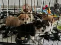 Urocze szczenięta corgi w klatce. Jak przyzwyczaić psa do klatki? Te maluchy już się aklimatyzują, otoczone zabawkami i wygodnym posłaniem.
