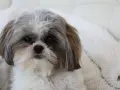 Uroczy piesek rasy shih tzu, którego historia sięga starożytnych Chin, z puszystą sierścią i łagodnym spojrzeniem.
