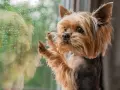 Yorkshire terrier z tęsknotą patrzy przez zaparowane okno. Czy lęk separacyjny u psa mija, gdy czeka na powrót właściciela?