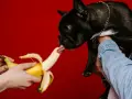 Czarny buldog francuski z językiem sięga po banana, sprawdzając, czy pies może jeść banana.