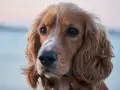 Uroczy cocker spaniel amerykański z błyszczącymi oczami i falującą sierścią.