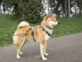 Shiba inu na spacerze, gotowy do nauki i zabawy. Wychowanie tego psa to czysta przyjemność.