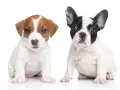 Dwa szczenięta: jeden piesek rasy Jack Russell Terrier, drugi piesek rasy buldog francuski. Oba siedzą na białym tle, patrząc wprost.