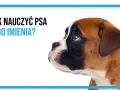 Uroczy szczeniak boksera słucha uważnie. Dowiedz się, jak nauczyć psa reagować na imię, by wasza więź była silniejsza.