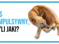 Pies kompulsywny, czyli jaki? Brązowy pies gryzie sobie łapę, co może świadczyć o zachowaniach kompulsywnych u psa.