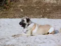 Duży kangal leży na piaszczystej plaży, jego imponujący wzrost i potężna budowa ciała robią wrażenie.