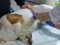 Weterynarz wykonuje sterylizację suki. Pies leży na stole zabiegowym, a lekarz w rękawiczkach zajmuje się jego brzuchem.