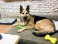 Uśmiechnięty owczarek niemiecki czeka na adopcję, leżąc na kanapie z zieloną zabawką.