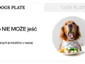 Złoty retriever z brokułem w pysku, obok talerz z jedzeniem i mlekiem. Temat: czego nie może jeść pies.