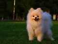 Puszysty pomeranian z obrożą, idealna waga dla tej rasy, stoi na trawie w parku.
