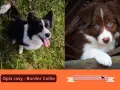 Uroczy szczeniak border collie brązowy z niebieskimi oczami ukryty wśród liści. Obok dorosły pies tej rasy.