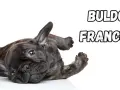 Uroczy buldog francuski leży na plecach, wyciągając łapki.