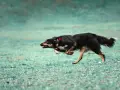 Pies w szaleńczym pędzie, doświadczający **zoomies u psa**. Widać jego radość i energię podczas biegu po zielonej trawie.
