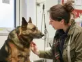 Uśmiechnięta kobieta głaszcze owczarka niemieckiego. Pies wygląda na spokojnego, a kobieta na troskliwą.