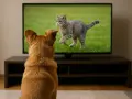 Rudy pies z uwagą obserwuje na ekranie telewizora uciekającego kota. Tak właśnie widzi pies telewizor, gdy na ekranie pojawia się jego ulubiony przeciwnik.