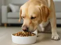 Złoty labrador z apetytem zjada karmę. Dbałość o dietę pomaga zapobiegać labrador choroby.