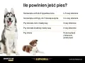 Tabela pokazuje zapotrzebowanie kaloryczne psa w zależności od wieku i rasy. Dorosłe psy średnich i dużych ras jedzą 2 razy dziennie.