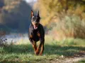 Czarny doberman z rudymi znaczeniami pędzi przez trawiasty teren. Jego charakterystyczne doberman kolory podkreślają jego sylwetkę.
