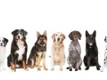 Siedem psów różnych ras, idealnych jako psy dla początkujących: australijski pies pasterski, bernardyn, owczarek niemiecki, golden retriever, pointer, czarny pies i dalmatyńczyk.