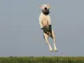 Biały bull terrier w skoku, z ziemią w locie. Czy pies może mieć ADHD? Ten energiczny skok sugeruje, że tak!