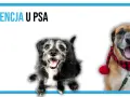 Dwa psy, jeden starszy, drugi młodszy, zmagają się z demencją u psa.