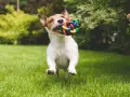 Szczeniak Jack Russell Terrier biegnie przez trawnik z kolorową zabawką w pysku. Zamiast zastanawiać się, jak karać szczeniaka, lepiej bawić się z nim!