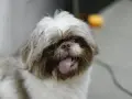 Uroczy shih tzu z wystawionym językiem, może potrzebuje pomocy z chorobami shih tzu?