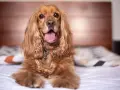 Słodki cocker spaniel leży na łóżku, jego język wystaje. Zastanawiasz się, cocker spaniel ile żyje? Średnio 10-14 lat.