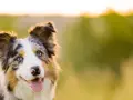 Piękny border collie z niebieskimi oczami i gęstą, wielobarwną sierścią, uśmiecha się na tle zieleni.