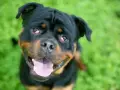 Rottweiler z zaczerwienionymi oczami, które przypominają wiśniowe oko u psa, patrzy w obiektyw z otwartym pyskiem na tle zielonej trawy.