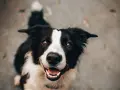Uśmiechnięty border collie, który z radością czeka na posiłek oparty na diecie BARF.