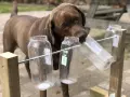 Czekoladowy labrador próbuje wyciągnąć smakołyk z plastikowej butelki, pokazując, jak bawić się z psem.