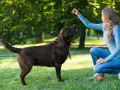 Kobieta uczy psa komend w parku. Pies patrzy na nią z uwagą, czekając na nagrodę.