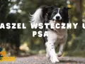 Błyskawiczny border collie z piłeczką w pysku, biegnący przez park. Temat: kaszel wsteczny u psa.
