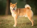 Uśmiechnięty shiba inu na trawie. Czy warto mieć takiego psa? Z pewnością tak, jeśli szukasz wiernego towarzysza.