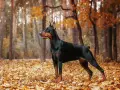 Elegancki doberman pies stoi na tle jesiennego lasu, otoczony złotymi liśćmi.