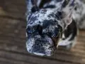 Urocze buldogi do adopcji czekają na nowy dom. Ten piesek ma piękne, łaciate futerko i błyszczące oczy.