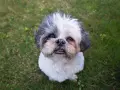 Uroczy shih tzu czeka na adopcję. Ten piesek z pewnością wniesie radość do Twojego domu.