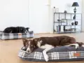 Dwa border collie odpoczywają na wygodnych legowiskach. Jedno leży na szarym legowisku w kratę, drugie na kratowanym legowisku w tle.