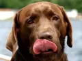 Czekoladowy labrador oblizuje pyszczek, jego język jest różowy i wilgotny. Słychać ciche piszczenie psa, gdy czeka na smakołyk.