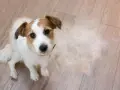 Jack Russell terrier siedzi na drewnianej podłodze, wokół niego widać sporo sierści – to znak, że trwa intensywne linienie psa.