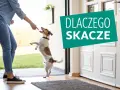 Pies skacze na właściciela, bo chce się przywitać. Dowiedz się, dlaczego pies skacze na właściciela i jak to oduczyć.