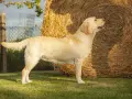 Jasny labrador stoi na trawie obok słomy.