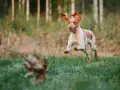 Bracco italiano w skoku, goniąc ptaka na tle leśnej polany.