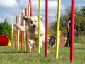 Złoty retriever z radością pokonuje tor przeszkód, demonstrując swoje umiejętności w psich sportach.