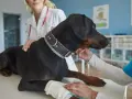 Weterynarz bada psa z chorobą Cushinga. Pies leży na stole, a weterynarz delikatnie go dotyka.