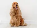 Uroczy cocker spaniel o złotym futrze siedzi na jasnej podłodze, z językiem na wierzchu, wyglądając na zadowolonego.