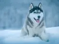 Piękny husky syberyjski z niebieskimi oczami siedzi w śniegu, dysząc z językiem na zewnątrz.