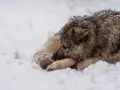 Pies na mrozie, wtulony w śnieg, z mokrym futrem pokrytym kryształkami lodu.